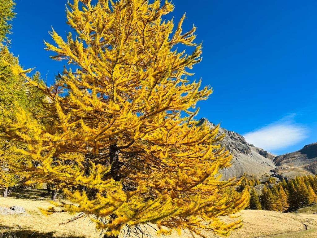 Les Glycines, Charmant Studio Au Calme Dans Batisse De Maitre Proche Du Centre Ville Parking Gratuit Digne-les-Bains Exteriér fotografie